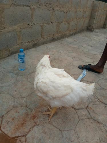 Nigerian woman praises her husband for buying Christmas chicken