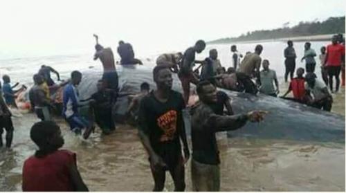 Moment Residents of Bayelsa State 'Mobs and Butcher' a Large Whale (PHOTOS)