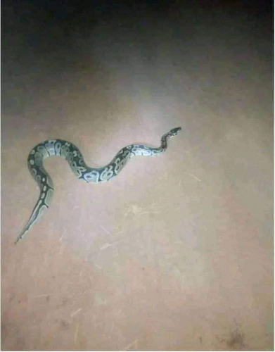 Shocking!!! Nigerian Lady Cancels Her Marriage Because A Snake Came To Visit Her in Her Mother-In-Law's House