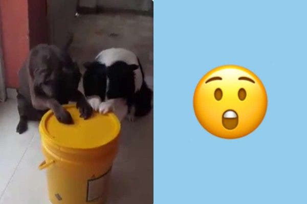 WOW!!! Dogs seen praying before eating (Video)